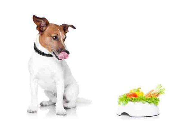 减少你的狗的饮食中的加工食品 采取 挑战