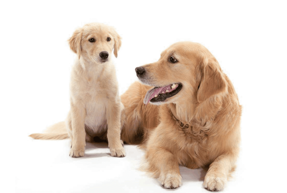 狗角膜炎的症状和原因