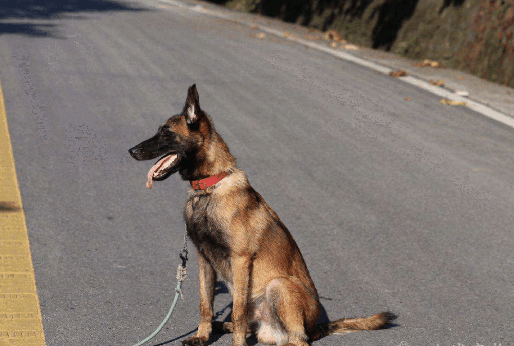 爱犬牙龈颜色看出的疾病