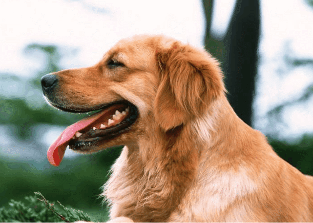 爱犬牙龈颜色看出的疾病