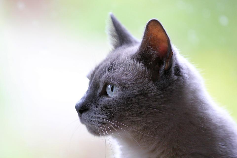 猫贫血的原因和症状以及怎么诊断与治疗