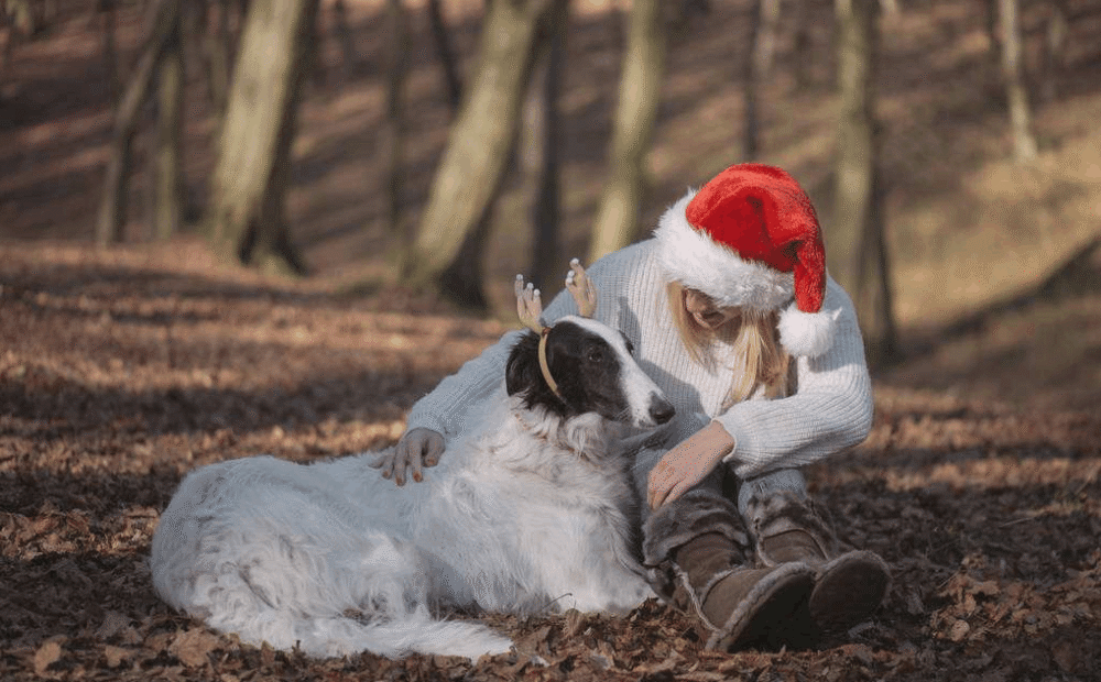 狗患胆泥症的原因