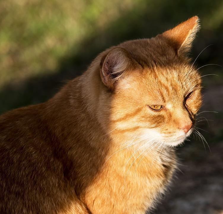 V Health 认识猫传染性腹膜炎 Fip 每日头条