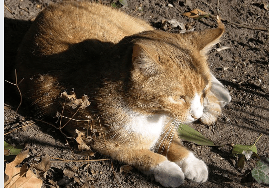 猫的主动脉血栓栓塞是一种破坏性疾病