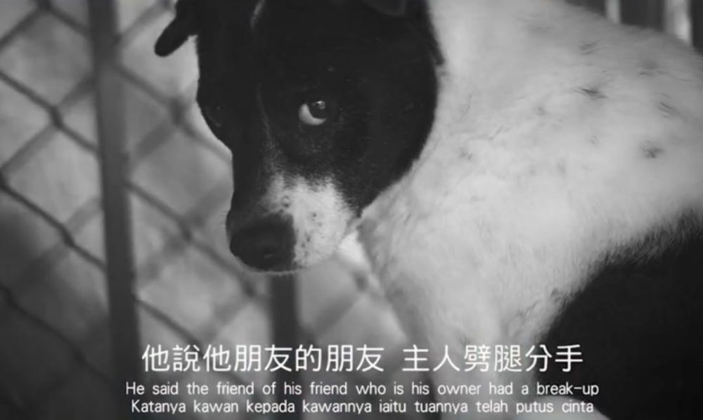 黄明志 萧敬腾新歌 流浪狗 歌词太真实 句句插心窝 网易订阅
