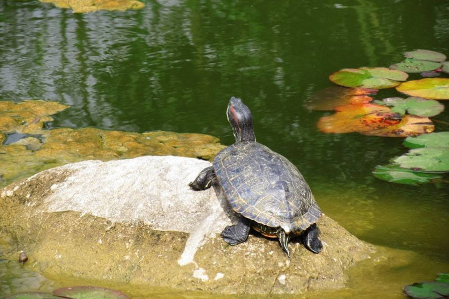 乌龟的生长离不开光照，一个合适的晒背灯，能让你的爱龟更健康