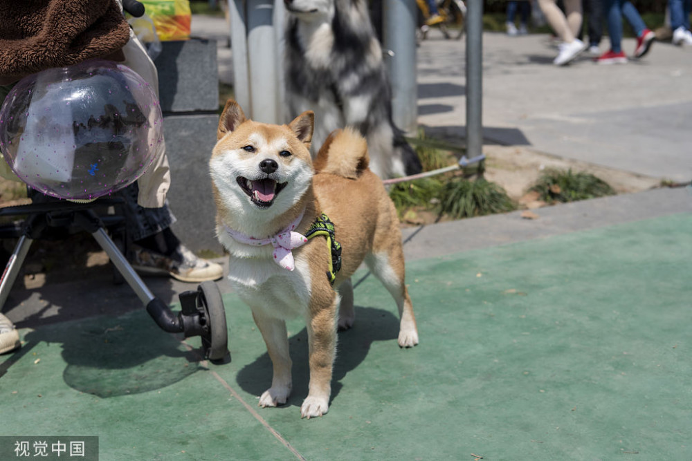 当初你养狗是不是因为它的某些特质吸引了你 比如哈士奇