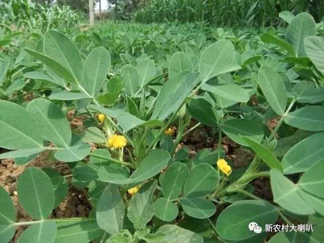年年都有大豆空荚的现象 结荚期害虫防治你做好了吗
