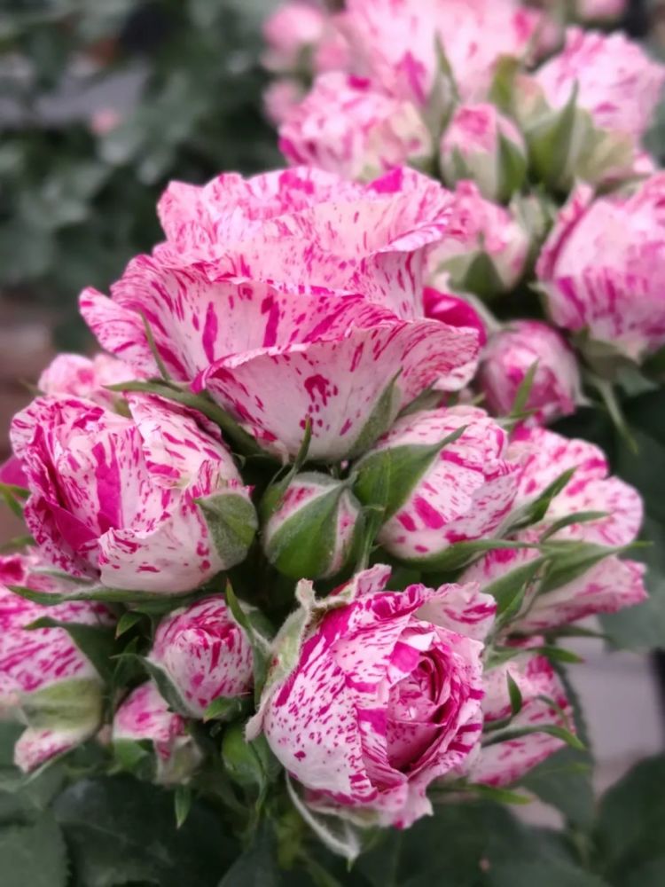 这朵雪花密布的肥牛月季看一眼就馋哭了