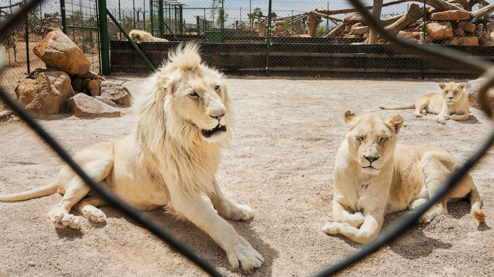 媒体记录南非狮骨交易幕后故事：“狮子已出现在了菜单上”