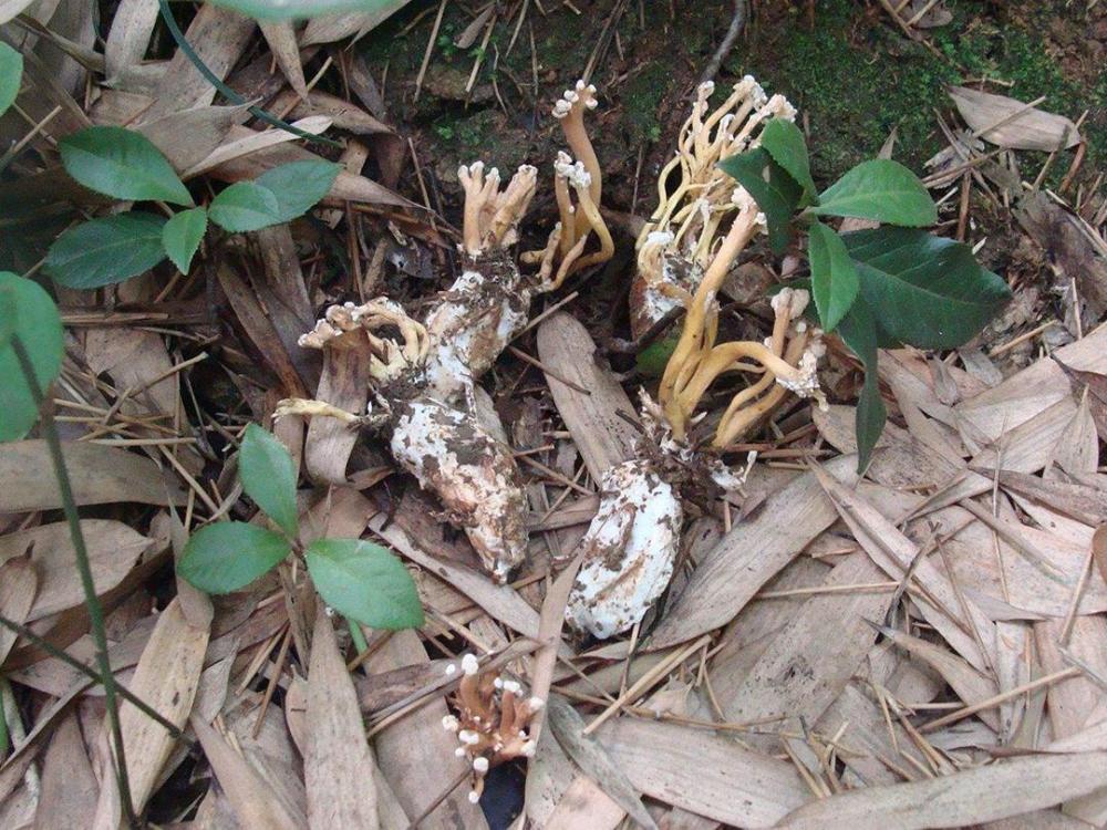 蝉蛹感染病菌后开的花,俗称"金蝉花",十分稀有,竹林中能挖到