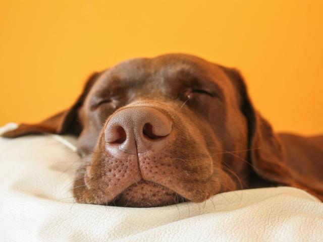 狗狗为什么白天也睡觉 还睡很久 这其实是它们的本能需求