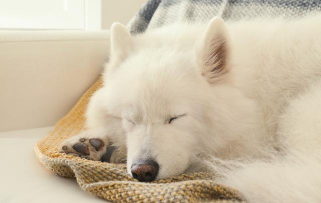 冬天狗狗爱睡觉 是受到激素的影响 但哈士奇为什么还那么疯 腾讯新闻
