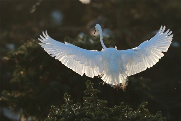 湖湘地理 又自恋又孤傲的 颜控 白鹭是怎么找到老婆的 腾讯新闻