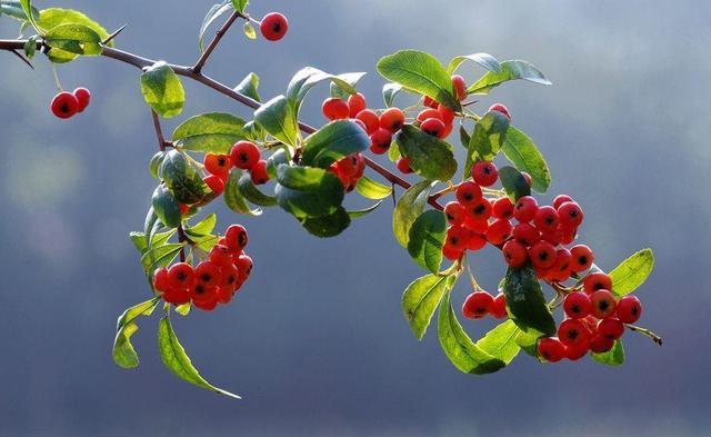 红果树(红果树歌曲)