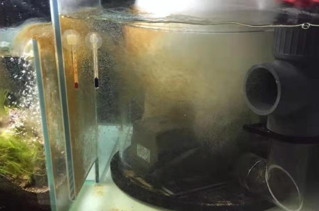 鱼缸里出现的褐藻对于观赏鱼有益无害很多情况下都有害