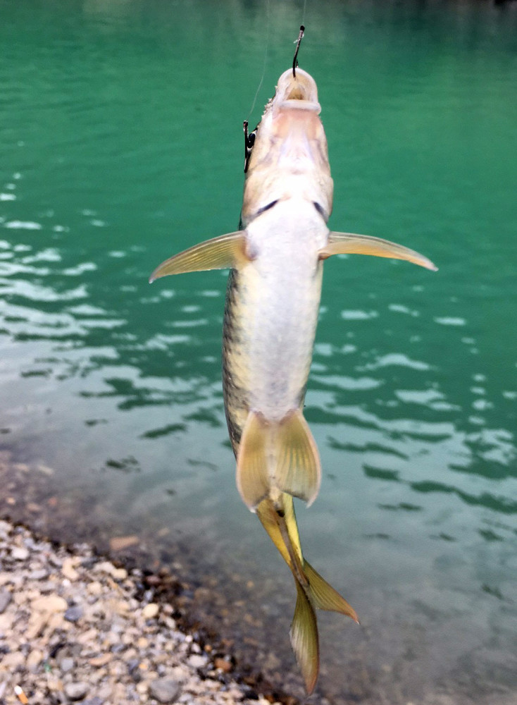 家乡的小溪里有很多溪石斑鱼,只要方法对头,这