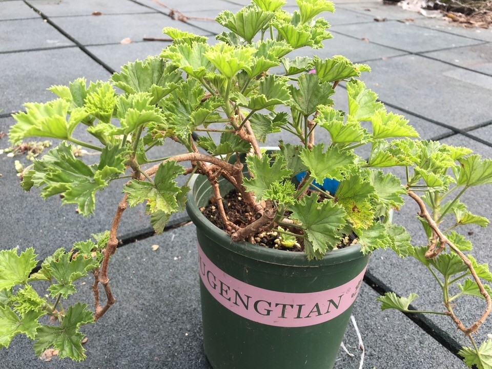 养天竺葵有一句口诀1年养成老桩开花又大又密