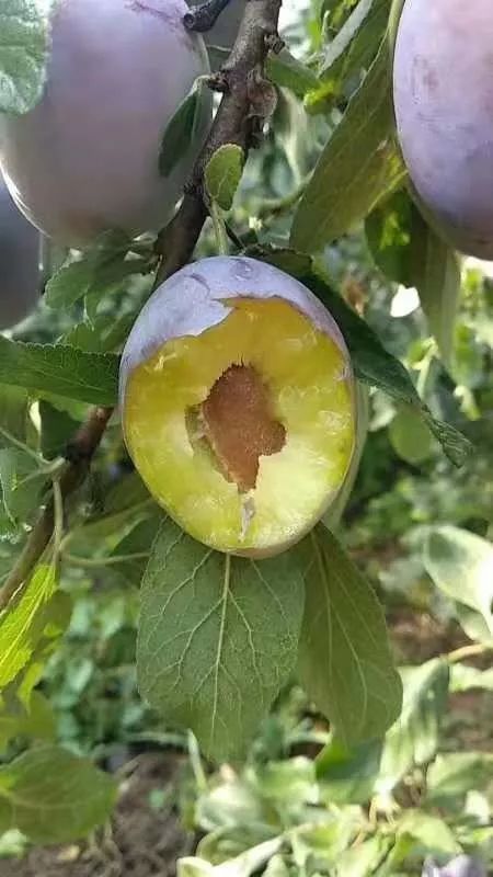 西梅都不会挑好的吃那就不要说你很会吃了教你几招实用的