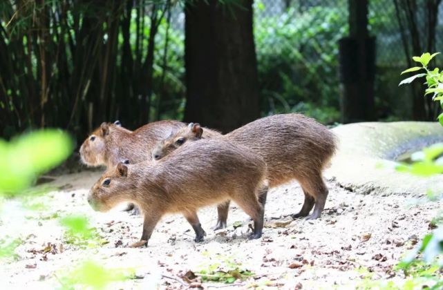 水豚宝宝的夏日绝美写真,请查收!