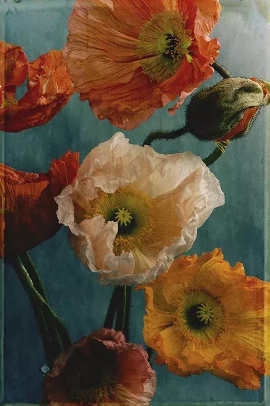 图灵塔罗2019年12星座周运势:8月12日-8月18日