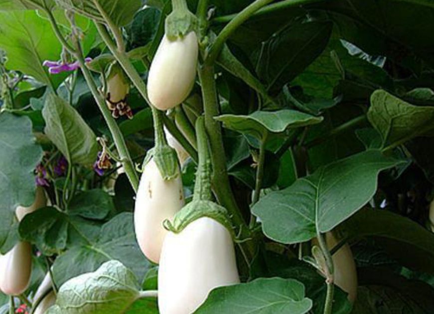 这种茄子皮白肉白 吃着似肉食鲜美柔嫩 如今在市场上供不应求
