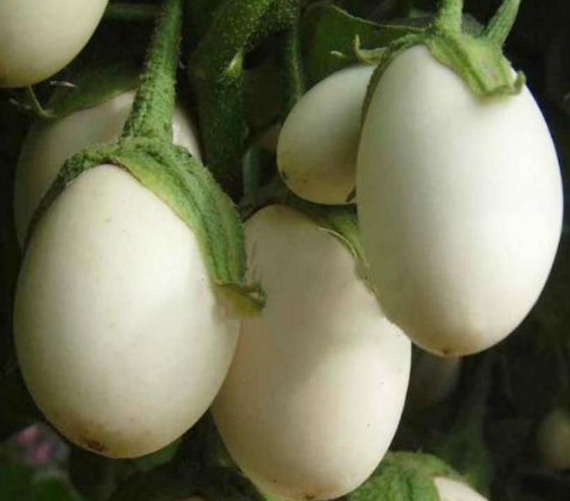 这种茄子皮白肉白 吃着似肉食鲜美柔嫩 如今在市场上供不应求