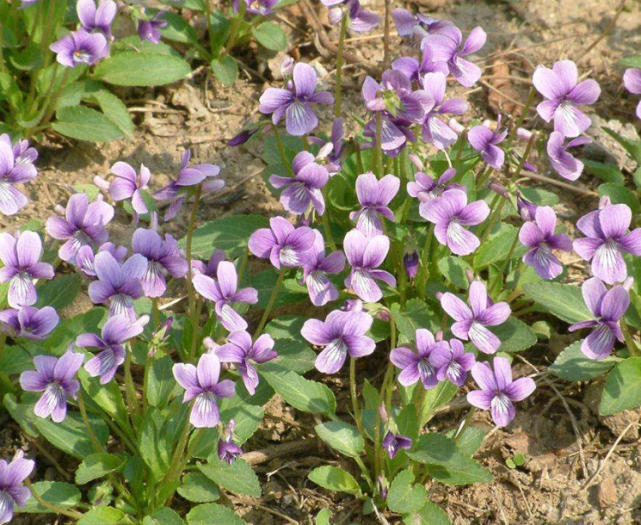 这种开着紫花的植物 农村人叫 兔耳草 城里人大多数没见过 紫花地丁 野花 农村