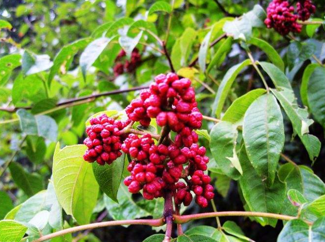 五倍子又名"百虫仓"开水烫后能入药,城里人大多数没见过