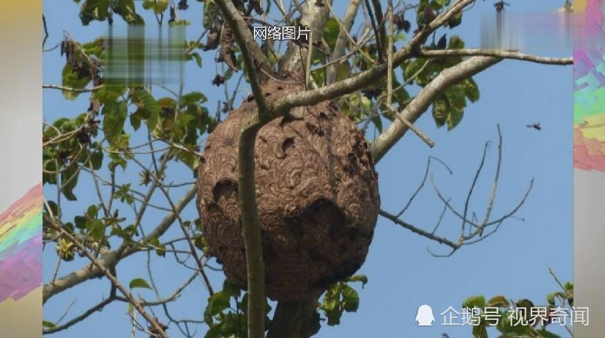男子买牛撞翻马蜂窝,被咬到窒息慌张寻救:牛撞的你咬我干啥