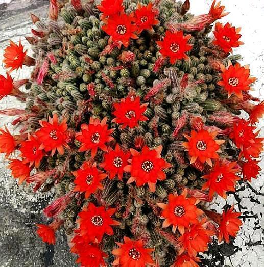 すべての花の画像 無料印刷可能白檀花