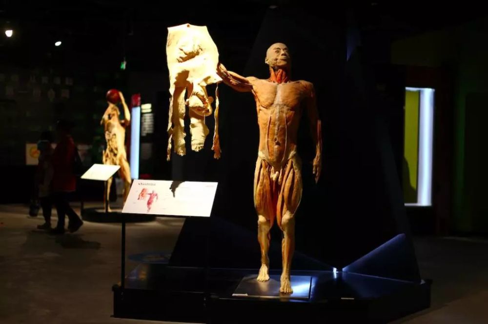 上海人体标本博物馆图片