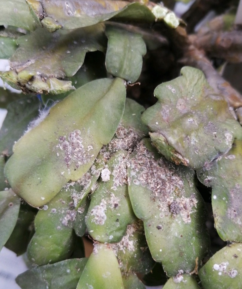 蟹爪兰买回1个月就像脱发一样马上做3步入冬就开花