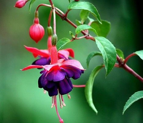 人有冬病夏治 花有 冬花夏养