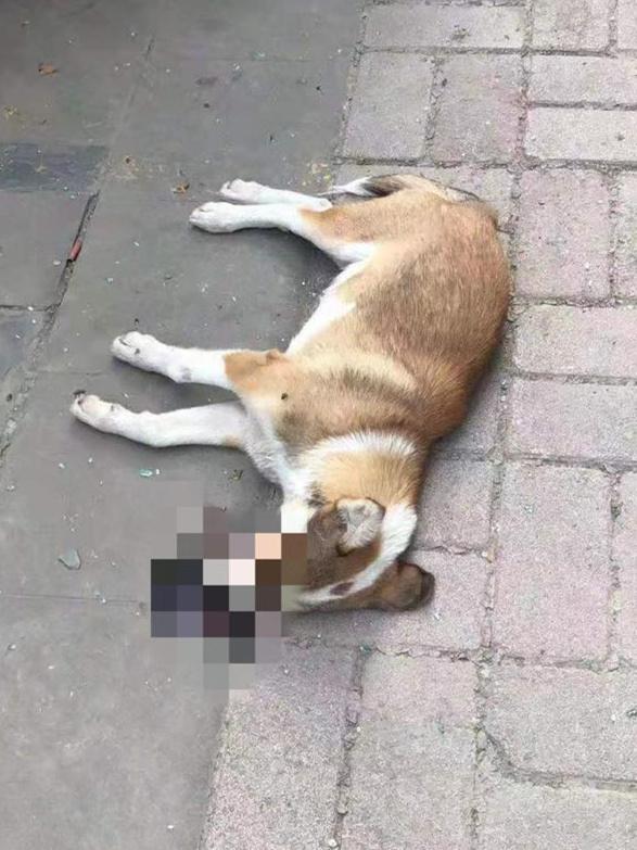 流浪狗坠楼将小轿车砸出一个坑,车主索赔,物业:它自己跳下去的