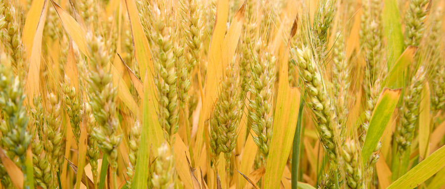 浇水|麦子浇灌要多少用水量？不要再做错了，水分没控制一切都白搭！