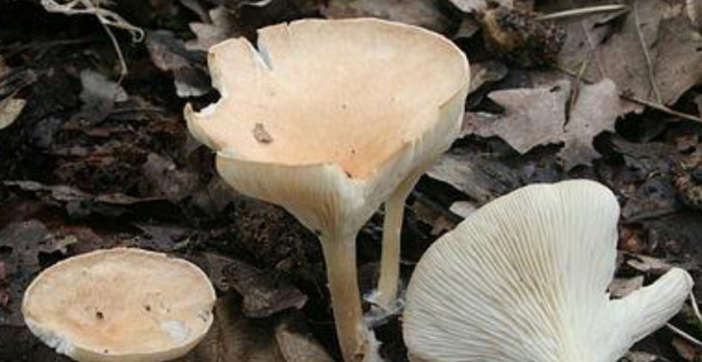 肥厚香味浓郁广受欢迎,减肥美容效果极佳这种豇豆颜色紫红南方盛产它