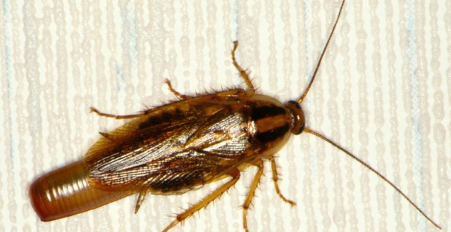 蟑螂可不可以算是进化最成功的生物?