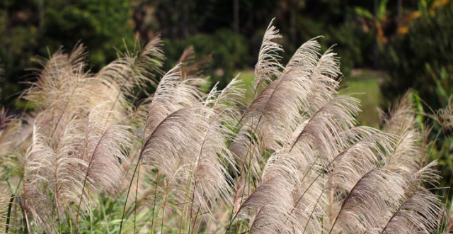 菅芒:河洛语如此称呼茅草