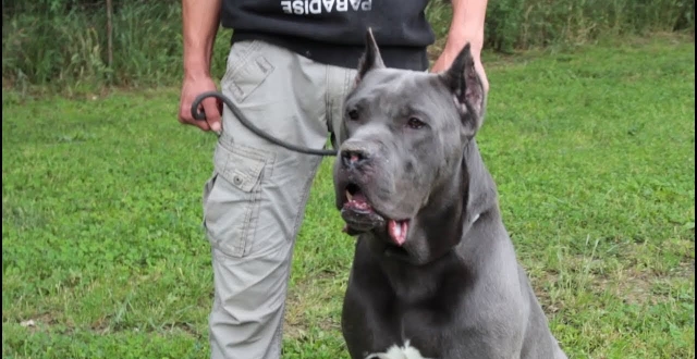 恶犬中的五虎上将,对人最不友善的品种,比特犬都排不上号!