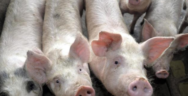 原因很尴尬为啥美国卡车全是大长头?而我们的国产卡