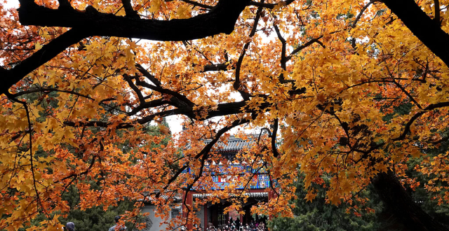 ��ɽ��԰�����Ҷ��ѹ����� �ο����й۾�