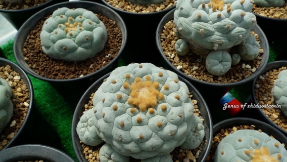 ��������ʼ����������ֶ��ⲻ���ٷ���