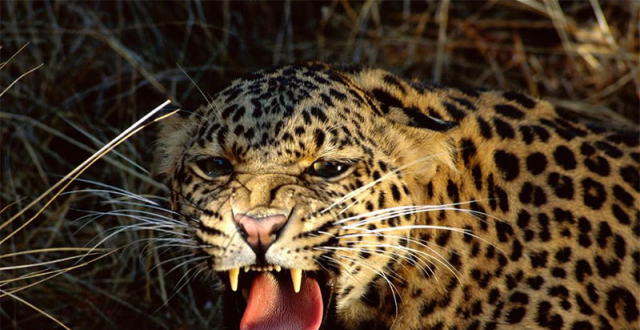 豹子舌头上的倒刺有多厉害?老外亲自试验,才几分钟手臂就流血了