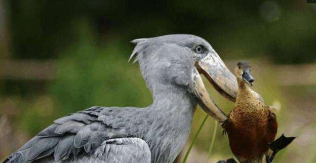 传说中能吃鳄鱼的鸟,看到它的脸我就知道,它肯定不简单
