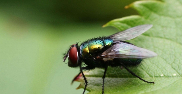 只知道苍蝇是脏乱差的代表,却不晓得它对地球的贡献,比人类大