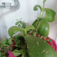 外国人纷纷逃离中国,真实的原因,让人中国人兴