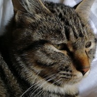 梦幻西游听晚秋说梦幻直播的历程 直播平台套