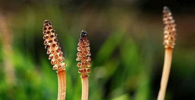 农村一种怪草,能从土里吸黄金,被称为"缺德草"