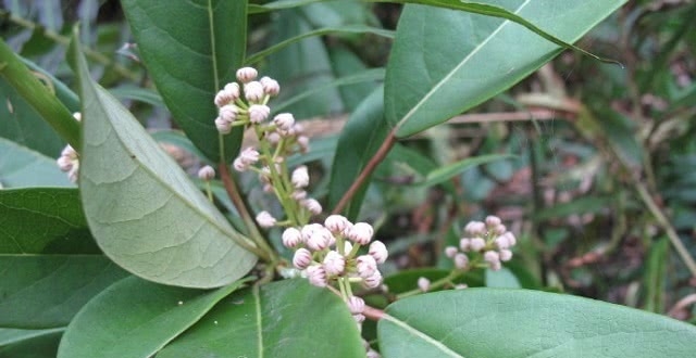 农村一种植物,人称"牛耳枫",药用价值高,可治蛇伤